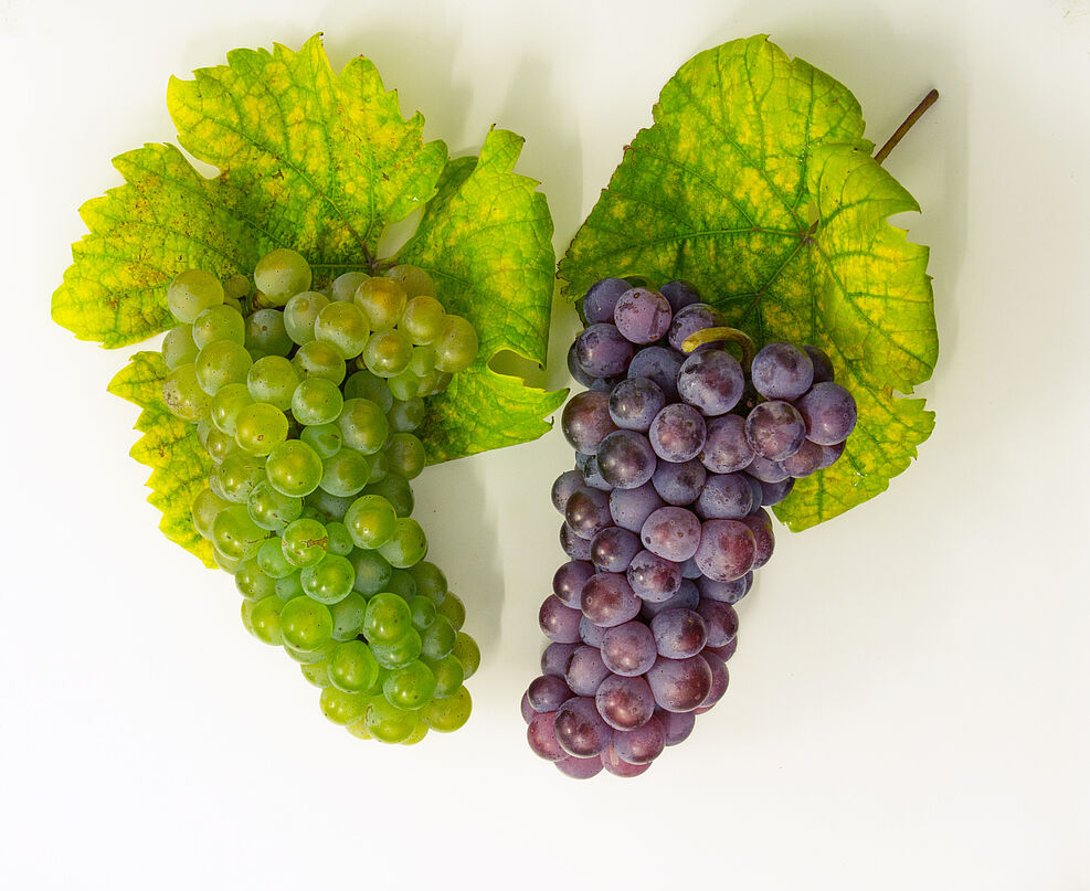 Name twins with a color difference: the white wine grape varieties white and red Riesling. ©JKI/Röckel